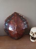Antiek Victoriaans schildpad schild taxidermi, Antiek en Kunst, Ophalen of Verzenden
