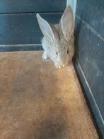 Jonge duitse reus konijn, Dieren en Toebehoren, Konijnen, Vrouwelijk, Groot, 0 tot 2 jaar