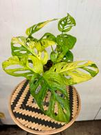 Monstera Adansonii Aurea, Huis en Inrichting, Kamerplanten, Overige soorten, In pot, Minder dan 100 cm, Groene kamerplant