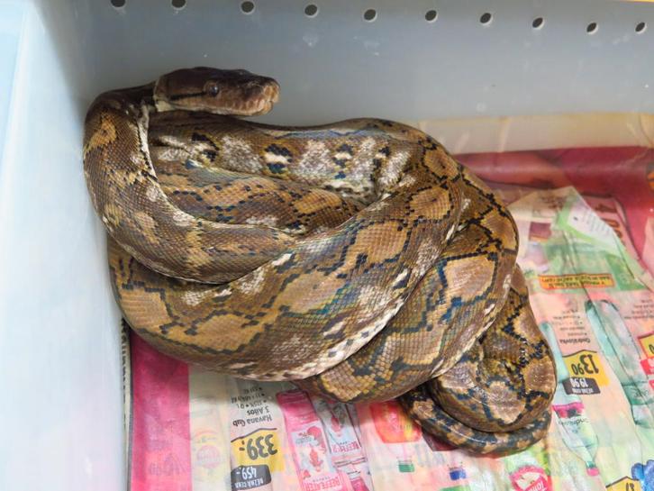 1.1 python reticulatus KAYUADI