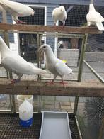 Witte kleurpostduiven te koop, Meerdere dieren, Postduif