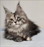 Female Maine Coon Banshee Aldona's Gift *PL, Dieren en Toebehoren, Katten en Kittens | Raskatten | Langhaar, Kater, Gechipt