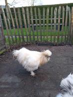 Mooie witte zijdehoen haan, Dieren en Toebehoren, Pluimvee, Mannelijk, Kip