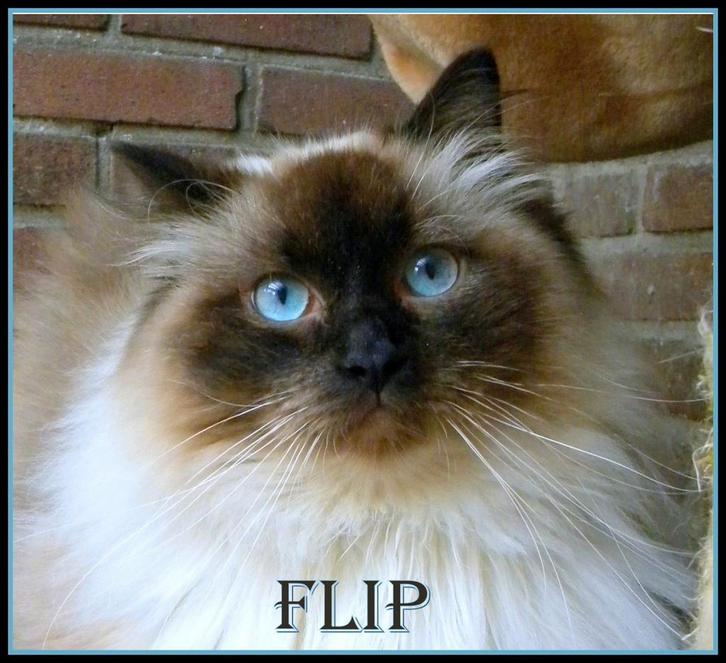 prachtige ragdoll katers ter dekking: seal +blue point +mink, Dieren en Toebehoren, Katten en Kittens | Dekkaters