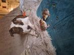 2 parelhoenders te koop, Dieren en Toebehoren, Pluimvee, Meerdere dieren, Kip