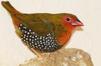 Groene druppel astrilde - mandingoa nitidula schlegeli, Meerdere dieren, Tropenvogel, Geringd
