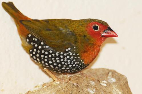 Groene druppel astrilde - mandingoa nitidula schlegeli, Dieren en Toebehoren, Vogels | Overige Vogels, Tropenvogel, Meerdere dieren