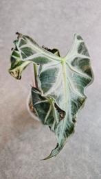 Alocasia Loco, Ophalen of Verzenden, Halfschaduw, Minder dan 100 cm