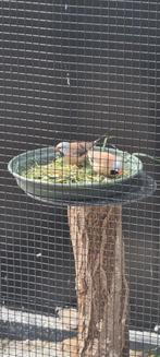 Spitsstaartamadine Spitsstaart amadine Spitstaart, Dieren en Toebehoren, Vrouwelijk, Tropenvogel, Geringd