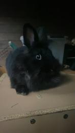 Heel lief konijn, Dieren en Toebehoren, 110 cm of meer, Zo goed als nieuw, Konijn, Hok