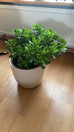 Te koop: diverse vetplanten Crassula Ovata, Jadeplanten, Ophalen, Overige soorten, Volle zon