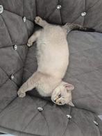 Korthaar kittens, Dieren en Toebehoren, Honden | Bulldogs, Pinschers en Molossers, 8 tot 15 weken, Meerdere, Meerdere dieren, Nederland
