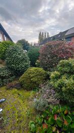 Tuin leegverkoop - Planten zelf uitgraven!, Tuin en Terras, Ophalen, Overige soorten, Struik