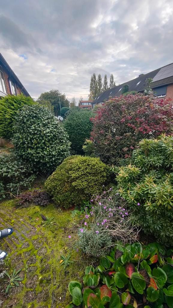 Tuin leegverkoop - Planten zelf uitgraven!, Tuin en Terras, Planten | Struiken en Hagen, Struik, Overige soorten, Ophalen