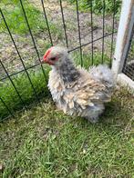Cochin kriel krulveer, Dieren en Toebehoren, Pluimvee, Geslacht onbekend, Kip