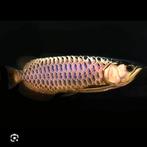 Gezocht Blue base arowana, Vis