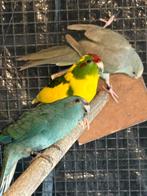 Kakariki geringd . DIV kleur prijs in overleg, Dieren en Toebehoren, Vogels | Parkieten en Papegaaien, Meerdere dieren, Parkiet