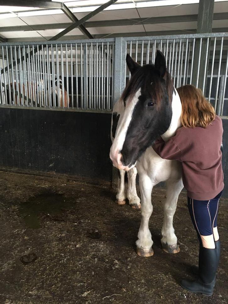Verzorgpomy/paard GEZOCHT  ( LEIDSCHE RIJN,Utrecht, Dieren en Toebehoren, Paarden en Pony's | Verzorgingsproducten, Zo goed als nieuw