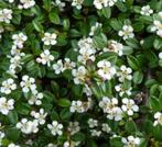 Cotoneaster dammeri is een wintergroene bodembedekker, Tuin en Terras, Ophalen, Bodembedekkers, Vaste plant, Halfschaduw