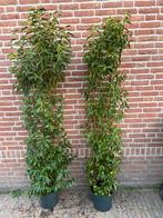 Grote Portugese laurier in pot c10, Ophalen of Verzenden, Laurier, 100 tot 250 cm
