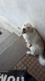 2 schattige kleine hondjes ter adoptie, Particulier, Rabiës (hondsdolheid), 1 tot 2 jaar, Buitenland