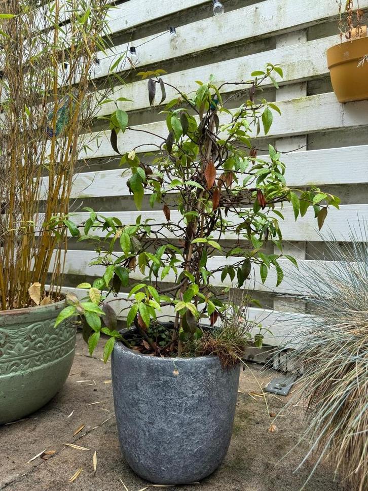 Prachtige grijze polystone bloempot voor buiten D32, Tuin en Terras, Bloempotten, Zo goed als nieuw, Overige materialen, Binnen
