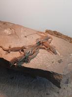 Varanus acanthurus 0.0.X, 0 tot 2 jaar