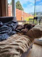 Gezocht Vizsla of Dobermann pup teefje, 8 tot 15 weken, Meerdere dieren, Eén hond, Nederland