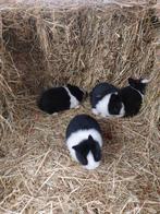 Hollander konijntjes, Dieren en Toebehoren, Konijnen, Mannelijk, Dwerg