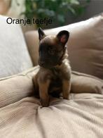 Mechelse herder pups, Dieren en Toebehoren, Honden | Herdershonden en Veedrijvers, België, Fokker | Hobbymatig, Rabiës (hondsdolheid)