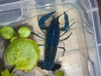 Baby Californische blauwe krab, Dieren en Toebehoren, Overige soorten