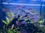 Kongozalm vissen, Dieren en Toebehoren, Vis