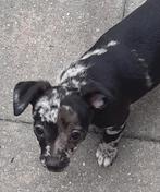 Jack russel pups TEEFJE, Dieren en Toebehoren, Honden | Jack Russells en Terriërs, Jack Russell Terriër, 8 tot 15 weken, Teef