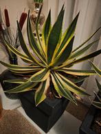 Agave americana, Ophalen, Bloeit niet, Overige soorten, Volle zon