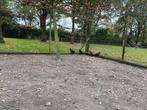 Tenebrosus fazanten, Dieren en Toebehoren, Pluimvee, Meerdere dieren