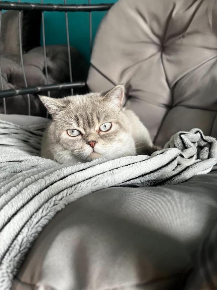 Dekkater britse korthaar, Dieren en Toebehoren, Katten en Kittens | Dekkaters