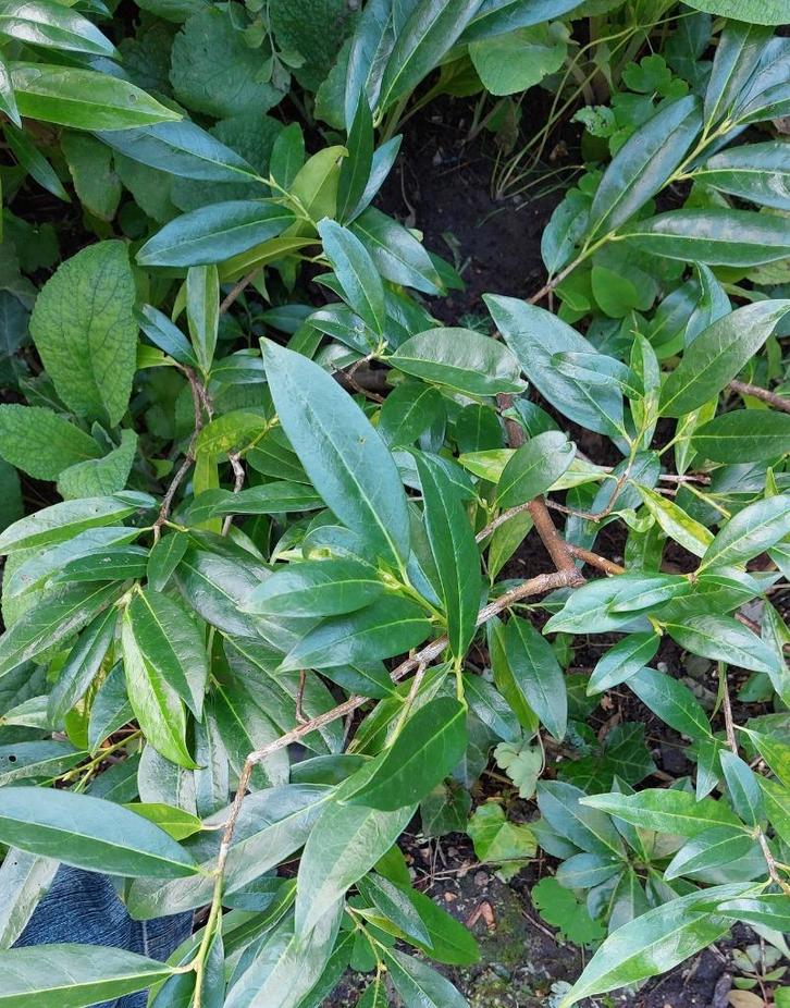 div lauriers, puntblad, haag , solitair, groep bodembedekker, Tuin en Terras, Planten | Struiken en Hagen, Struik, Laurier, Minder dan 100 cm