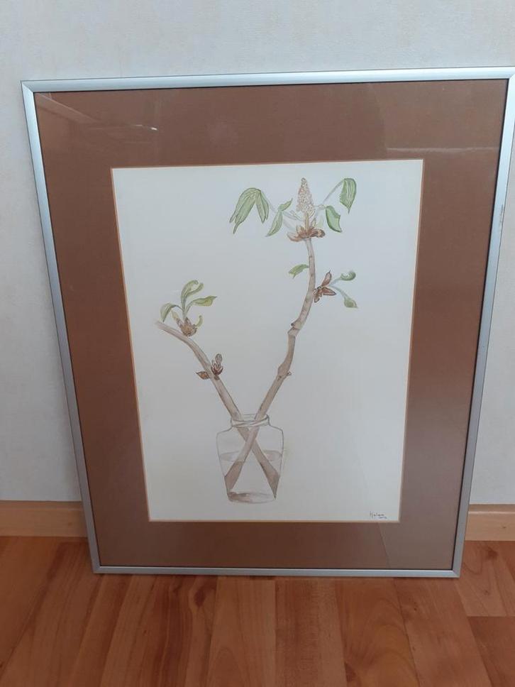 Botanische Aquarel Prent Ingelijst, Antiek en Kunst, Kunst | Tekeningen en Foto's, Ophalen of Verzenden