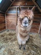 Lieve makke Alpaca ruin, Dieren en Toebehoren, Overige Dieren, Mei, Mannelijk