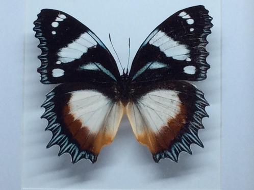vlinder Hypolimnas Dexithea, Verzamelen, Dierenverzamelingen, Nieuw, Opgezet dier, Insect, Ophalen of Verzenden