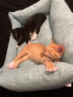 Kittens, Meerdere dieren