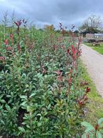 Photinia fraseri ‘Red Robin’, Ophalen of Verzenden, Overige soorten, Haag, 100 tot 250 cm
