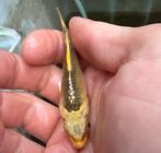 2 kleine ghostkoi samen 12€ koopje, Dieren en Toebehoren, Vissen | Vijvervissen, Karper of Koi