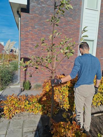 Appelboom met beschadigingen - koopje! beschikbaar voor biedingen