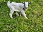 Mooi geitenbokje, Dieren en Toebehoren, Mannelijk, Geit