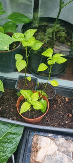 Bishop Crown Peper, Tuin en Terras, Planten | Tuinplanten, Ophalen, Volle zon, Groenteplanten, Eenjarig