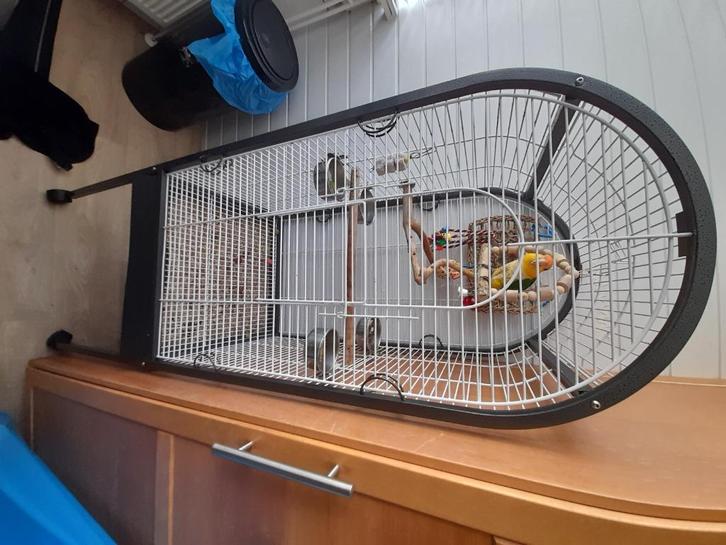 Jonge Roestkop caique  met kooi en speeltjes  voer, Dieren en Toebehoren, Vogels | Parkieten en Papegaaien, Papegaai, Vrouwelijk