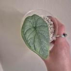 Alocasia melo, Huis en Inrichting, Kamerplanten, Ophalen of Verzenden, Halfschaduw, Minder dan 100 cm