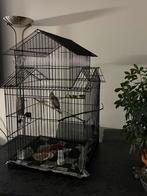 Valkparkiet cinnamon, Mannelijk, Parkiet