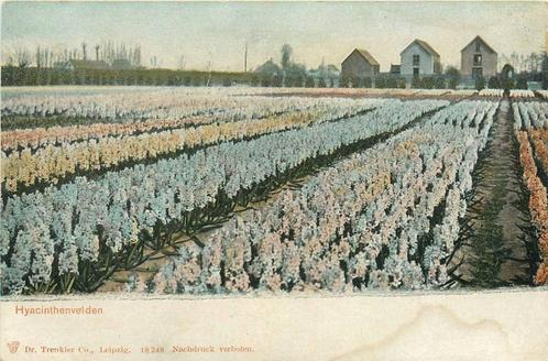 (388-473-067) Hyacinthenvelden, Verzamelen, Ansichtkaarten | Nederland, Verzenden